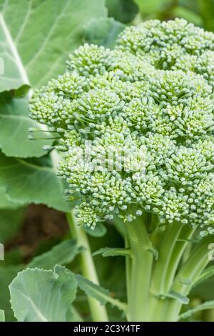 Tête de brocoli de vent bleu prête à la récolte à Issaquah, Washington, États-Unis Banque D'Images