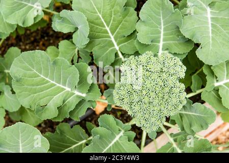 Brocoli de vent bleu croissant dans un jardin à lit surélevé à Issaquah, Washington, États-Unis Banque D'Images