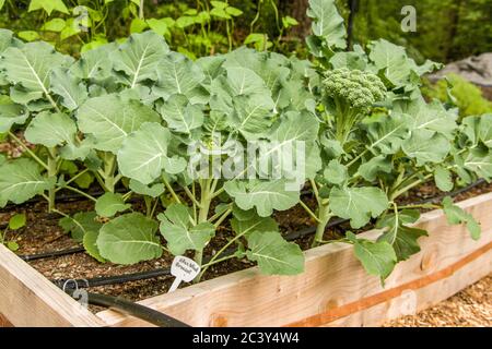 Brocoli de vent bleu croissant dans un jardin à lit surélevé à Issaquah, Washington, États-Unis Banque D'Images