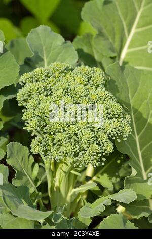 Tête de brocoli de vent bleu prête à la récolte à Issaquah, Washington, États-Unis Banque D'Images