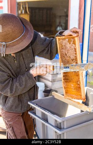 Femme utilisant un couteau électrique chaud pour déboucher le miel en grattant les chapeaux Banque D'Images