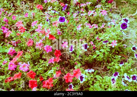 La fleur de pansy, les plantes à fleurs hybrides de violons sauvages, le feuillage blanc rouge et violet variégé tacheté en milieu rural. Shibpur Howra Banque D'Images