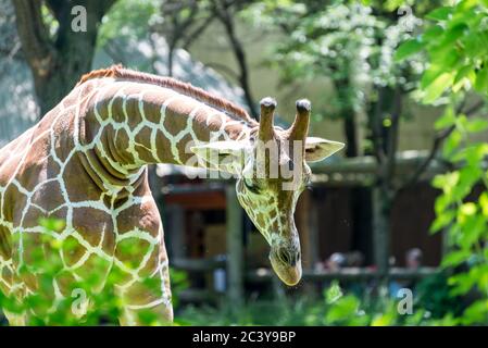 Chicago, il USA, 23 juin 2018, UNE girafe au zoo de Brookfield, (à usage éditorial uniquement) Banque D'Images