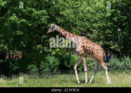 Chicago, il USA, 23 juin 2018, UNE girafe au zoo de Brookfield, (à usage éditorial uniquement) Banque D'Images