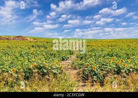 Champ d'agriculture de fleurs de tournesol contre un ciel bleu par un jour ensoleillé. Plantes sur les champs de ferme en été Banque D'Images