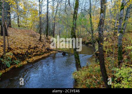 Magnifique feuillage d'automne entourant la rivière claire près de dans la forêt d'automne. Banque D'Images