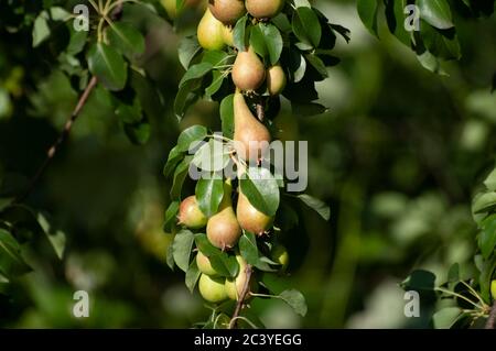 Bouquet de poires sur la branche d'arbre, première récolte d'automne, fruits, jardinage écologique. Vie saine. Gros plan. Banque D'Images