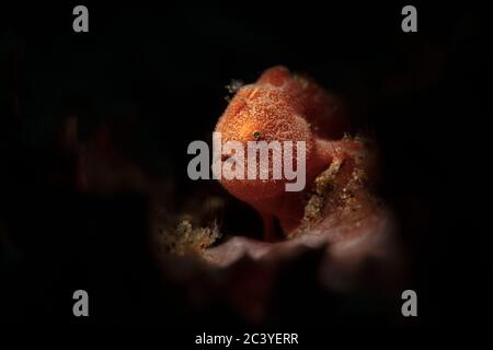 Minuscule grenouille (Antennarius pictus). Photographie sous-marine macro d'Aniiloo, Philippines Banque D'Images