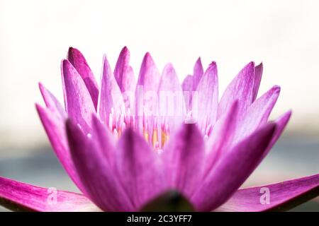 Image de gros plan de fleur de lotus de couleur violette. Banque D'Images