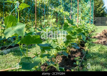 Une rangée de plantes de concombre vert. Les concombres poussent dans le sol ouvert Banque D'Images