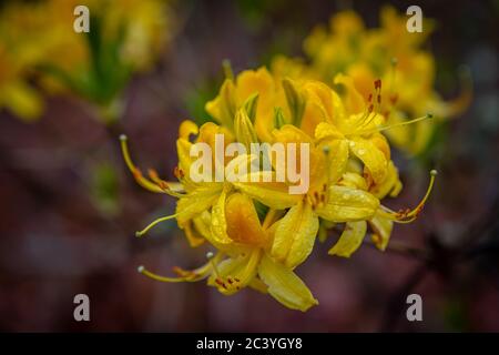 le rhododendron fleurit dans les bois Banque D'Images