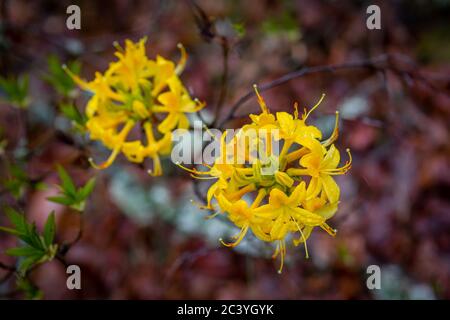 le rhododendron fleurit dans les bois Banque D'Images