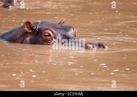Hippopotame commun, Hippopotamus amphibius, se reposant dans l'eau dans la piscine hippo. Réserve nationale de Masai Mara. Kenya. Afrique. Banque D'Images