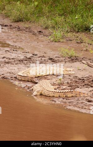 Crocodiles du Nil, Crocodylus niloticus, reposant dans un banc de sable, dans la rivière Mara, dans la réserve nationale de Masai Mara. Kenya. Afrique. Banque D'Images