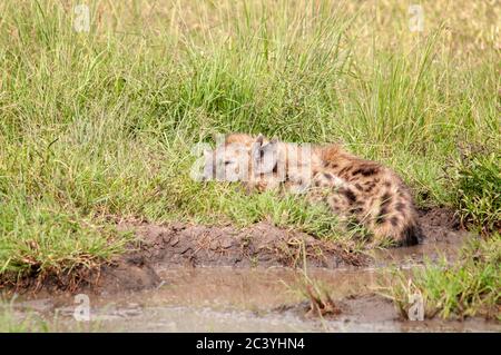 Hyène adulte tacheté, Crocuta crocuta (Hyaenidae), dormant dans l'herbe dans la réserve nationale de Masai Mara. Kenya. Afrique. Banque D'Images