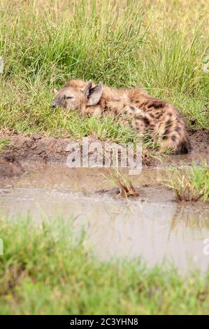 Hyène adulte tacheté, Crocuta crocuta (Hyaenidae), dormant dans l'herbe dans la réserve nationale de Masai Mara. Kenya. Afrique. Banque D'Images