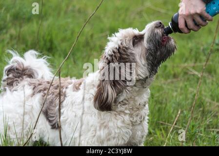 Labrador australien prendre une boisson d'eau. Banque D'Images