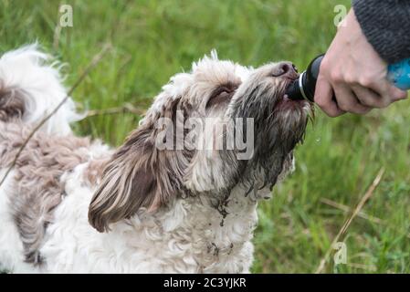 Chien australien Labrador prenant une boisson d'eau. Banque D'Images