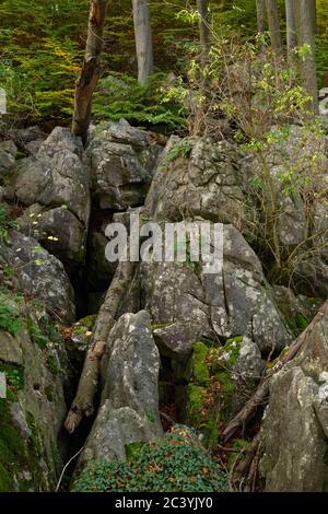 La Réserve Naturelle de felsenmeer, célèbre, Nationale Geotope, mer de rochers, Chaos rocheux avec de vieux hêtres et bois mort de Hemer, Allemagne, Europe. Banque D'Images