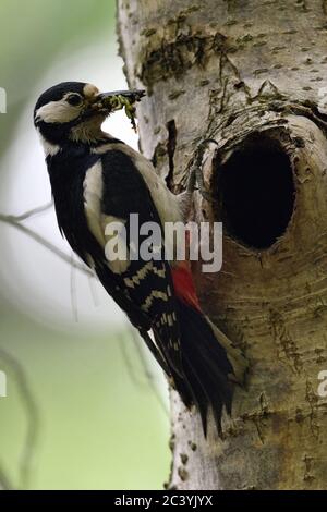 Grand pic tacheté ( Dendrocopos Major ) perché au trou de l'arbre, tenant de la nourriture pour les poussins dans sa faune de bec, Europe. Banque D'Images