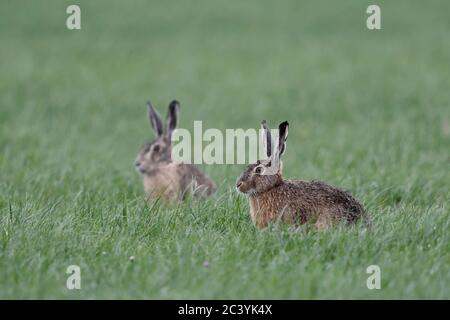 Lièvre brun / lièvres européens / Feldhasen ( Lepus europaeus ), deux, paire de, assis dans l'herbe sur les terres agricoles, regardant attentivement, de la faune, de l'Europe. Banque D'Images