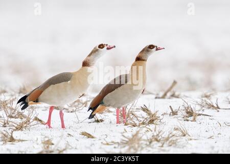 Oies égyptiennes / Nilgaense (Alopochen aegyptiacus), paire, couple en hiver, montrant un comportement agressif, de défendre leur territoire, ensemble, wildlif Banque D'Images