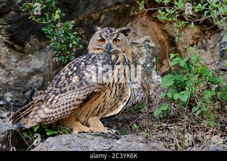 La chouette des aigles ( Bubo bubo ), la chouette des aigles d'Eurasie, également appelée la chouette des aigles du Nord ou la chouette des aigles d'Europe, perchée sur une perlée de roche dans une falaise abrupte, la faune, Banque D'Images