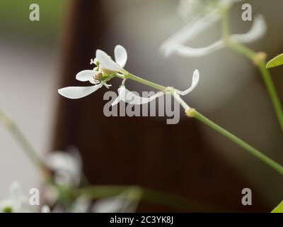 Macro de petites fleurs blanches de l'Euphorbia souffle de bébé, avec ses bractées blanches extérieures qui ressemblent à des pétales, la vraie fleur est le centre minuscule Banque D'Images