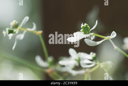 Gros plan de petites fleurs blanches de l'Euphorbia souffle de bébé, avec ses bractées blanches extérieures ressemblant à des pétales, la vraie fleur est le centre minuscule Banque D'Images