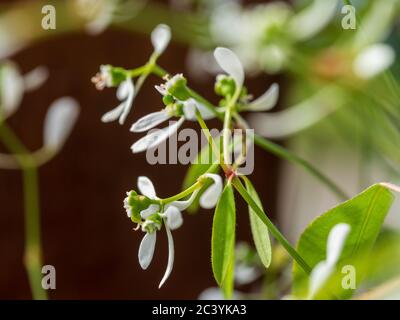 Gros plan de petites fleurs blanches de l'Euphorbia souffle de bébé, avec ses bractées blanches extérieures ressemblant à des pétales, la vraie fleur est le centre minuscule Banque D'Images