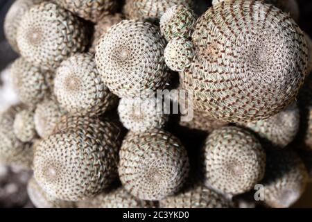 Cactus épineux exotiques sous forme de plusieurs balles. Banque D'Images