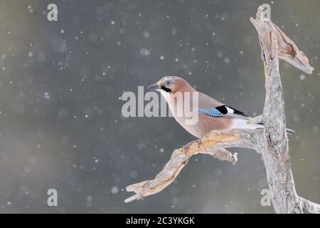 Geai eurasien ( Garrulus glandarius ) en hiver, perchée sur un vieux arbre pourri, dans la neige, la neige, la faune, l'Europe. Banque D'Images