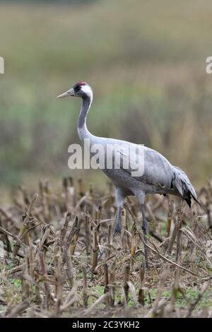 Grue cendrée (Grus grus), reposant sur les terres agricoles, champ de maïs, à la recherche de nourriture des oiseaux migrateurs, la faune, l'Europe. Banque D'Images