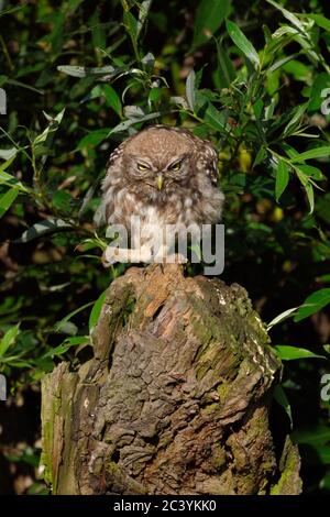 Little Owl / Minervas Owl ( Athene noctua ) perché sur un pollard de saule, semble en colère, mis son pied, animal drôle, faune, Europe. Banque D'Images