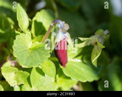 Un magnifique bouton de Pansy rouge attendant de fleurir, ressemblant à un rouge à lèvres, il est presque bleu glacé tige accrochée autour dans une courbe parfaite en forme de U. Banque D'Images