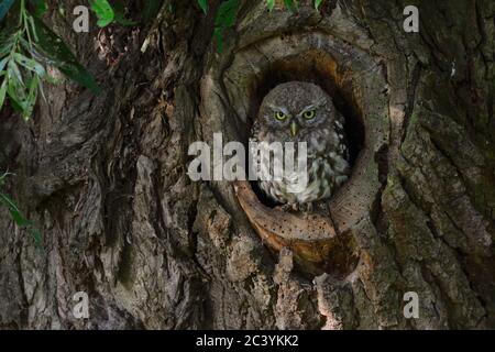 Little Owl / Minervas Owl ( Athene noctua ) perchée, assise dans un creux naturel d'arbre, semble sérieuse, faune, Europe. Banque D'Images