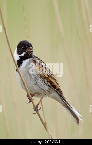 Reed Bunting ( Emberiza schoeniclus ), homme adulte, perché sur une tige de roseau de phragmites, chantant, beau milieu, faune Europe. Banque D'Images