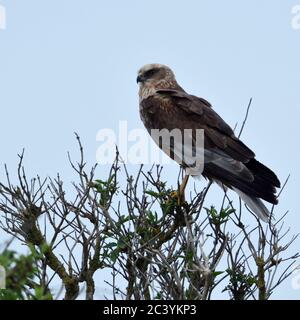 Western Marsh Harrier Rohrweihe / ( Circus aeruginosus ), mâle adulte, perché au sommet d'un aîné bush, regardant de l'alimentation, de l'oiseau de proie, de la faune, Eur Banque D'Images