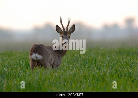 Cerf de Virginie ( Capranolus capranolus ), buck fort, debout dans un champ de blé jeune, regardant par-dessus son épaule, lumière du matin tôt, faune, Europe. Banque D'Images