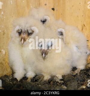 Chouette effraie (Tyto alba ), les poussins, progéniture, accroupi, assis dans leurs aides de nidification, dormir, mignonnes et drôles de bébés animaux, la faune, l'Europe. Banque D'Images