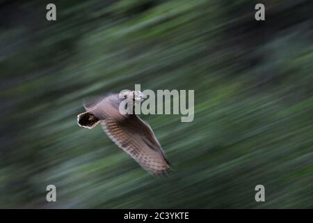 Hibou de l'aigle ( Bubo bubo ), l'aigle-hibou eurasien, également appelé hibou de l'aigle du Nord ou l'aigle-hibou européen en vol rapide et puissant, vol, panoramique, W Banque D'Images