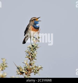 White-spotted gorgebleue / Blaukehlchen ( Luscinia svecica ) mâle adulte, perché sur l'argousier, le chant, la faune, l'Europe. Banque D'Images