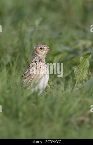 / Skylark Feldlerche ( Alauda arvensis ), des adultes au printemps, assis sur le sol dans un pré, pâturage, dans l'herbe, stretching, observant la faune, alerte, Eur Banque D'Images