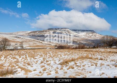 Vue d'hiver d'un sanglier couvert de neige est tombé dans la région d'Eden Valley du parc national de Yorkshire Dales Banque D'Images