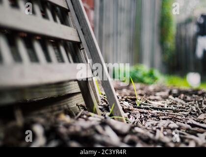 Des lames d'herbe qui poussent à travers des copeaux de bois près d'un morceau de treillis sur le sol Banque D'Images