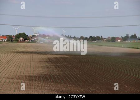 Les agriculteurs y arrochent des terres agricoles en raison de la sécheresse aux pays-Bas Banque D'Images