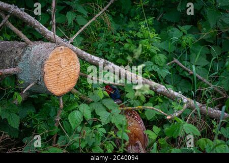 Faisan mâle coloré en rouge, bleu et brun. Photo d'une forêt à Scania, dans le sud de la Suède Banque D'Images