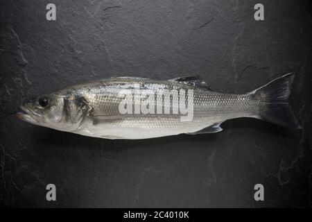 Une basse fraîchement pêchée, Dicentrarchus labrax, qui a été attrapée sur la tige et la ligne de la rive. Arrière-plan ardoise foncé. Dorset Angleterre GB Banque D'Images