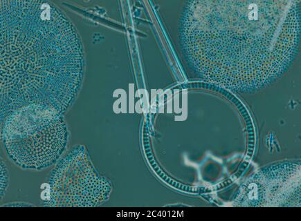 Diatomaceae, diatomées de l'Arctique, vue au microscope Banque D'Images