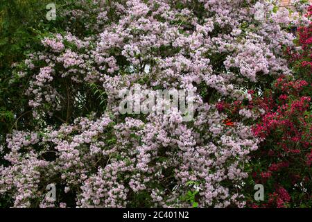 Fleurs d'un beau Bush, également appelé Kolkwitzia amabilis, Kolkwitzie ou Perlmuttstrauch Banque D'Images